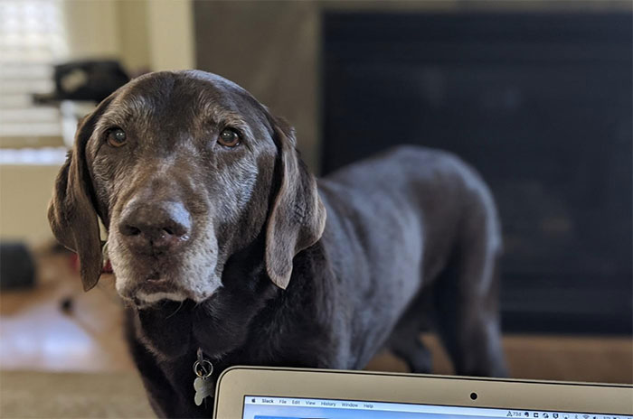 Riley: 14.67 Years, Defying The Odds Of A Brain Tumor, And Still Making Sure I'm Focused While WFH. The Best Lady In Town