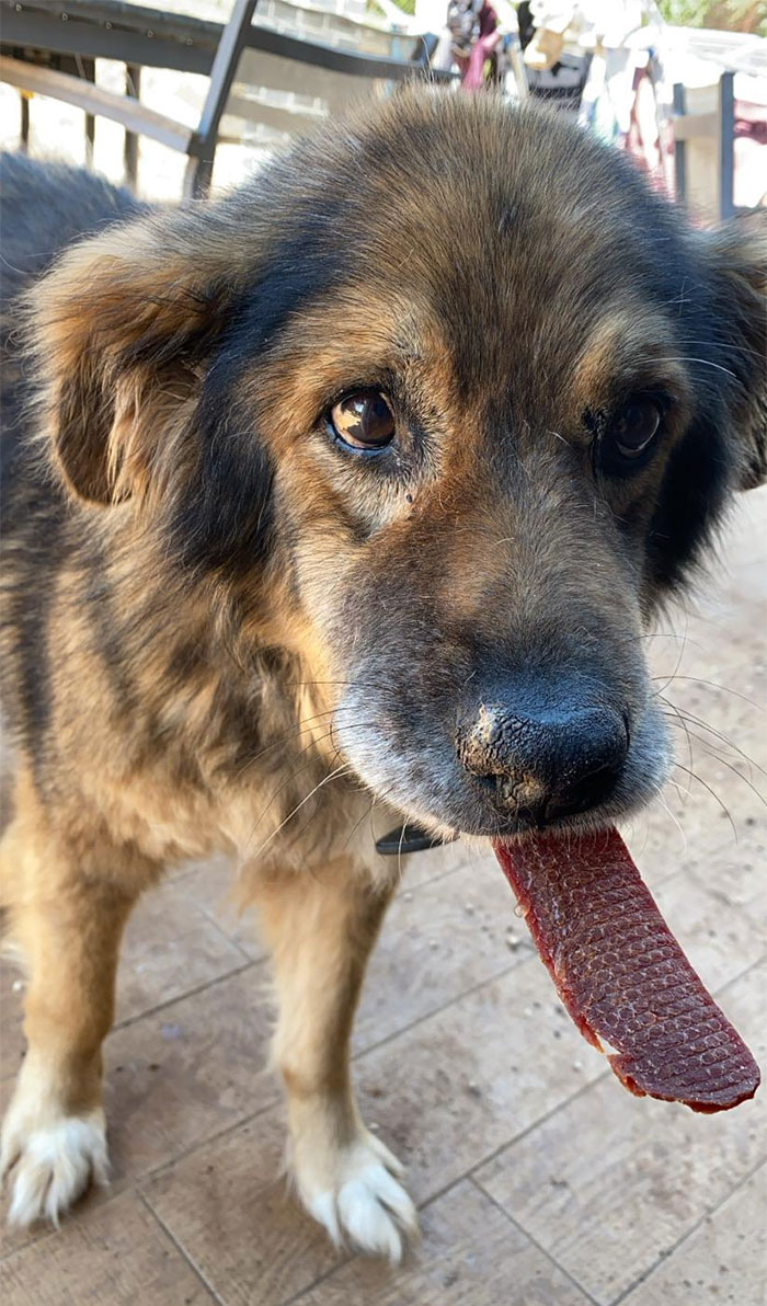 At His Age, Or,14, Can’t Chew Very Well, But He Still Likes His Snacks