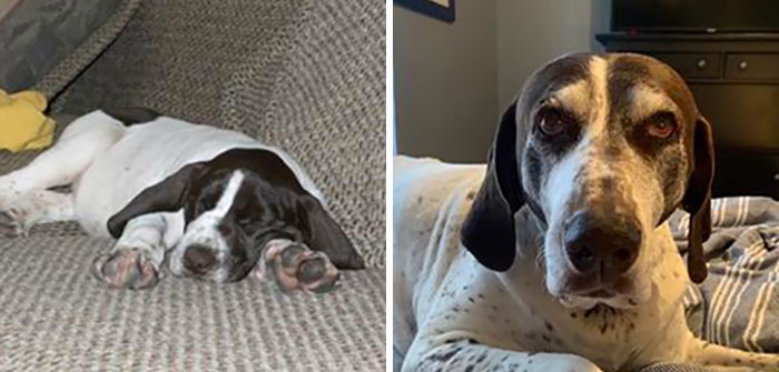 My Beautiful 14-Year-Old Senior Citizen Lucy. She Has Been With Me Through All UPS And Downs Since I Immigrated To The US. I Owe So Much To This Girl