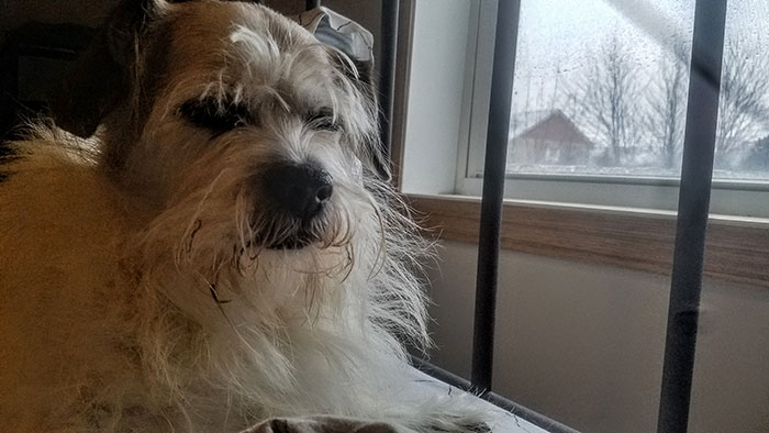 I Was Playing My Ukulele While My Dog Was Trying To Sleep. 14-Year-Old Mrpuckett Was Not Amused