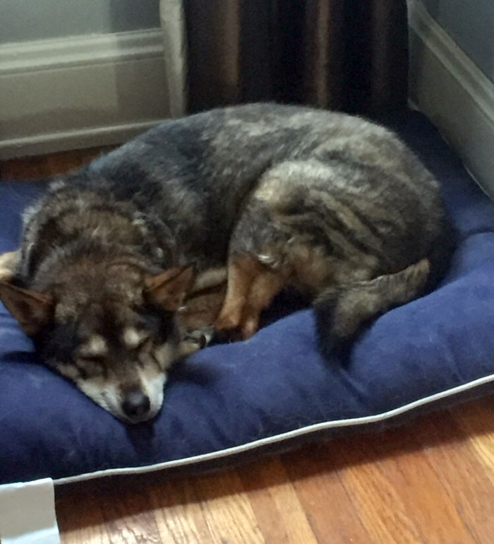 This Is My Dog Jade. She’s 17 Years Old In Human Years, And About 119 In Dog Years