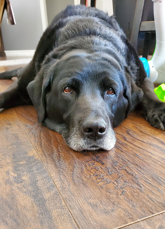 This Is Marley, She Is 15 Years Old And Damn Near Blind. But She Is Such A Good Girl, Shes Still Playful And Tip Taps At Your Feet When Shes Excited (Which Is Often)