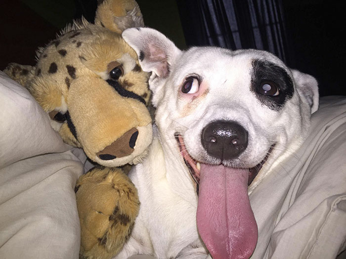 This Is My Rock Through My Teenage Years. He’s About 12 Years Old Now And Still Full Of Energy And Love