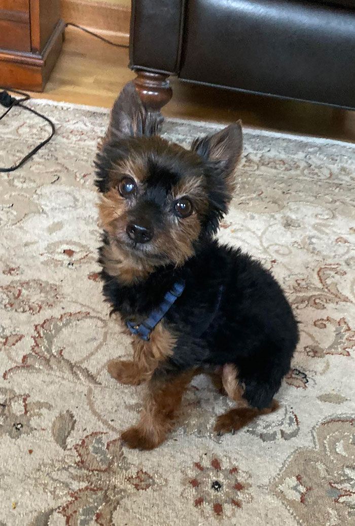 He Just Turned 14 Years Old. Still Gets Mistaken For A Puppy