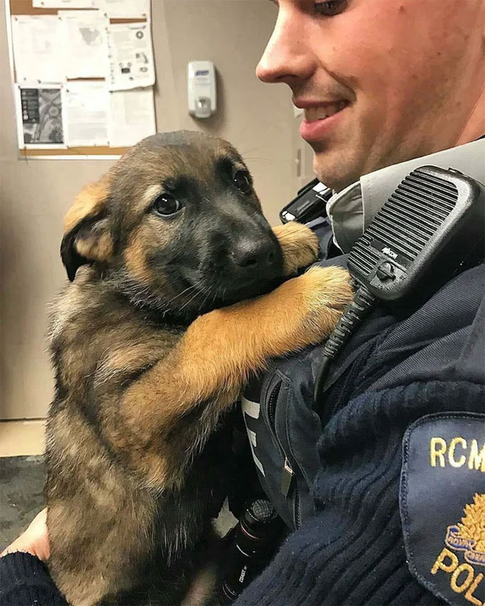 Adorable-Puppies-Police-Training