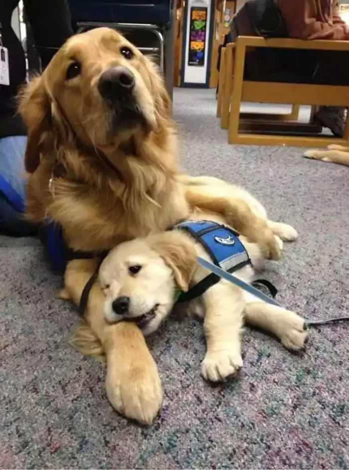 Adorable-Puppies-Police-Training