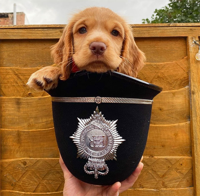 Adorable-Puppies-Police-Training