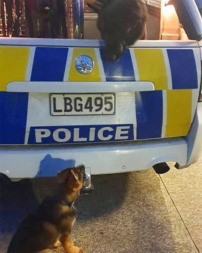 Adorable-Puppies-Police-Training