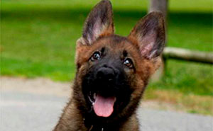 30 Times Police Puppies Tried To Act Tough But They Just Looked Adorable Instead