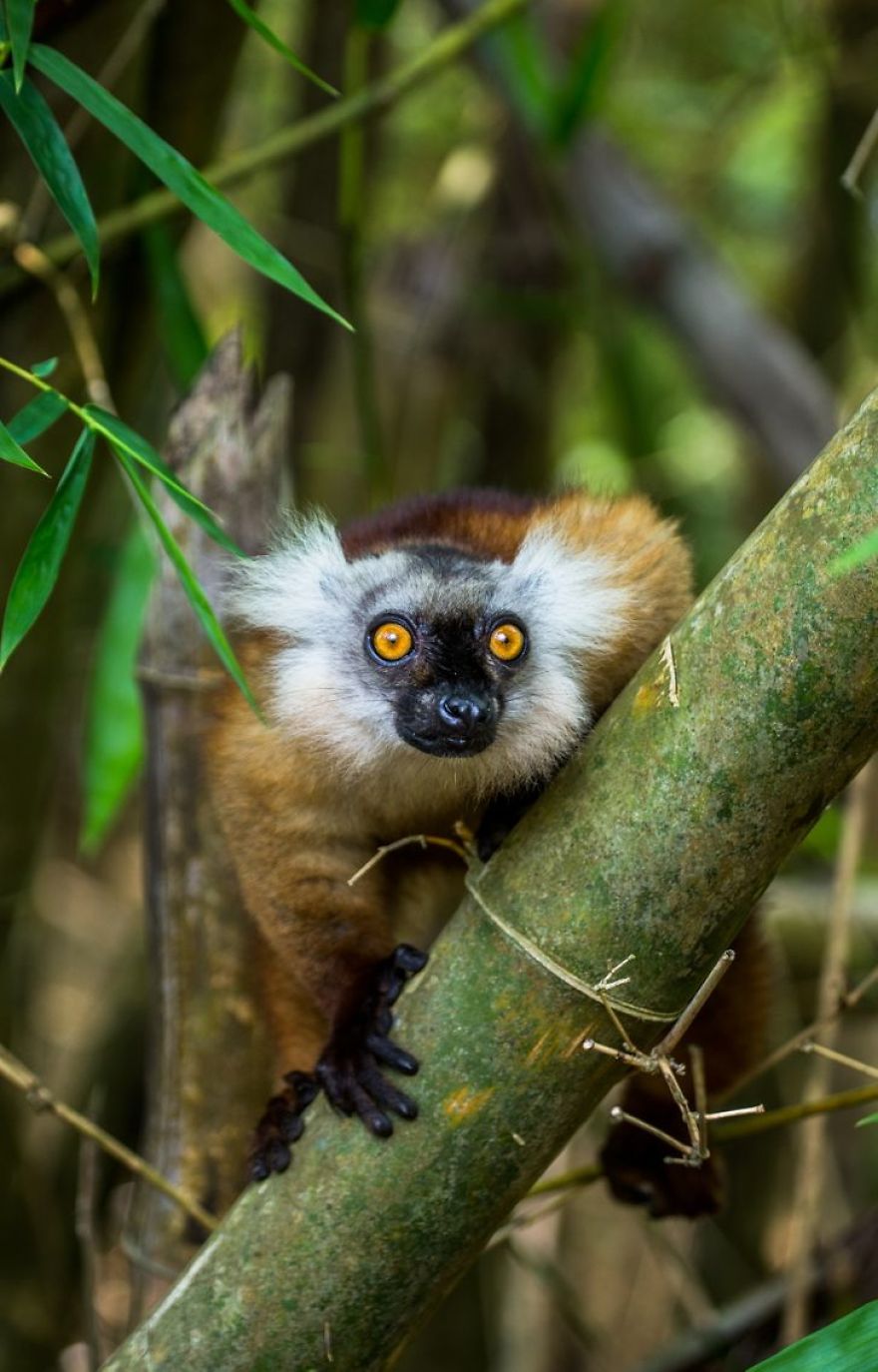 This Russian Photographer Travels To Dangerous Places To Show The Beauty Of Wildlife