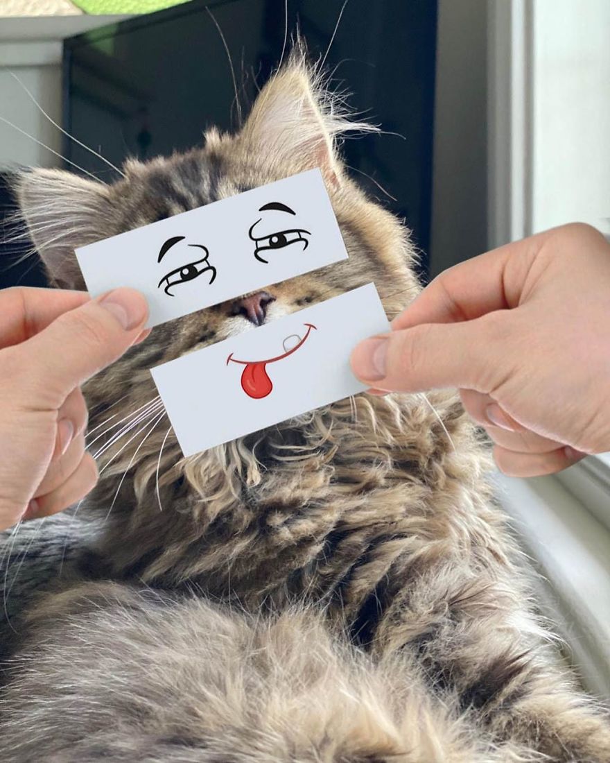 Scottish-Fold-Longhair-Cat-Drawing-Face-Expressions