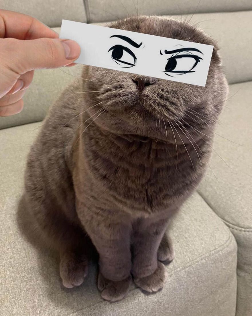 Scottish-Fold-Longhair-Cat-Drawing-Face-Expressions