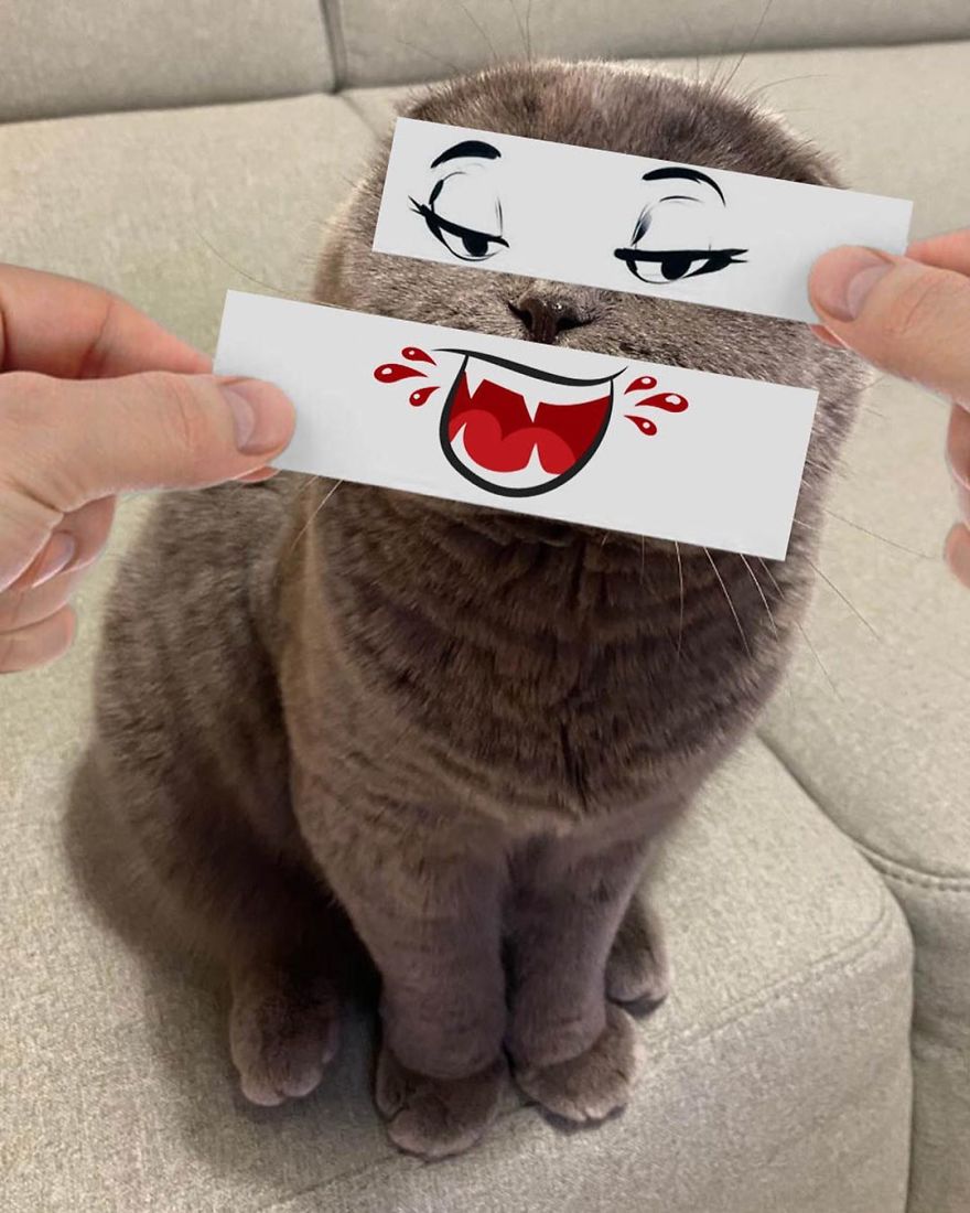 Scottish-Fold-Longhair-Cat-Drawing-Face-Expressions