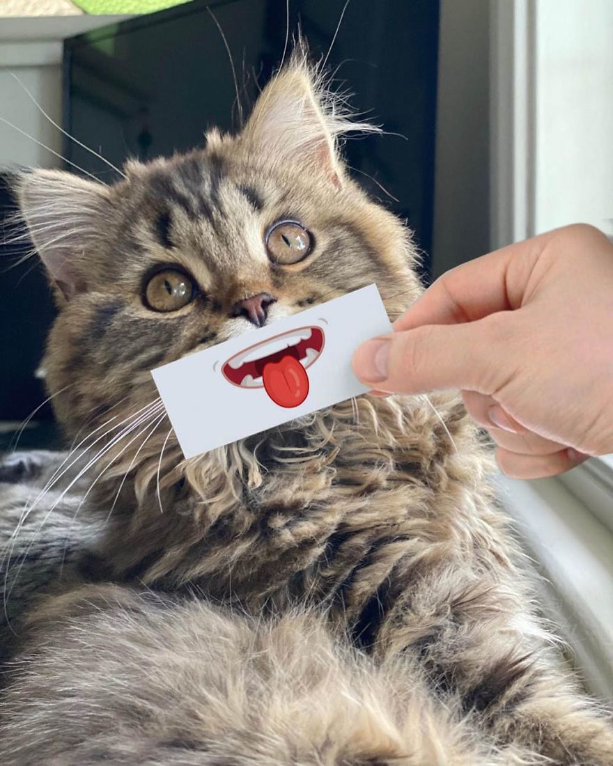 Scottish-Fold-Longhair-Cat-Drawing-Face-Expressions