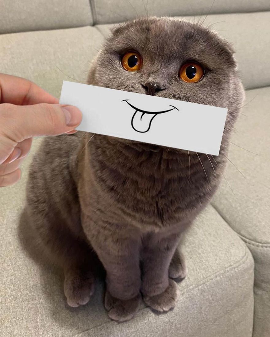 Scottish-Fold-Longhair-Cat-Drawing-Face-Expressions