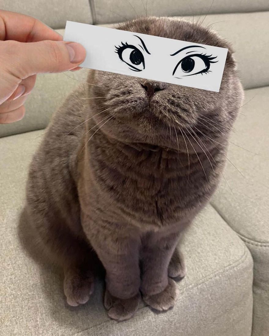 Scottish-Fold-Longhair-Cat-Drawing-Face-Expressions