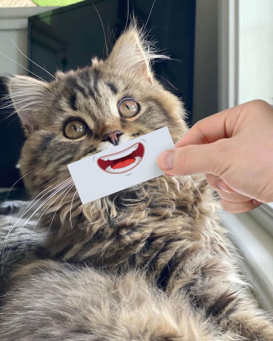 Scottish-Fold-Longhair-Cat-Drawing-Face-Expressions