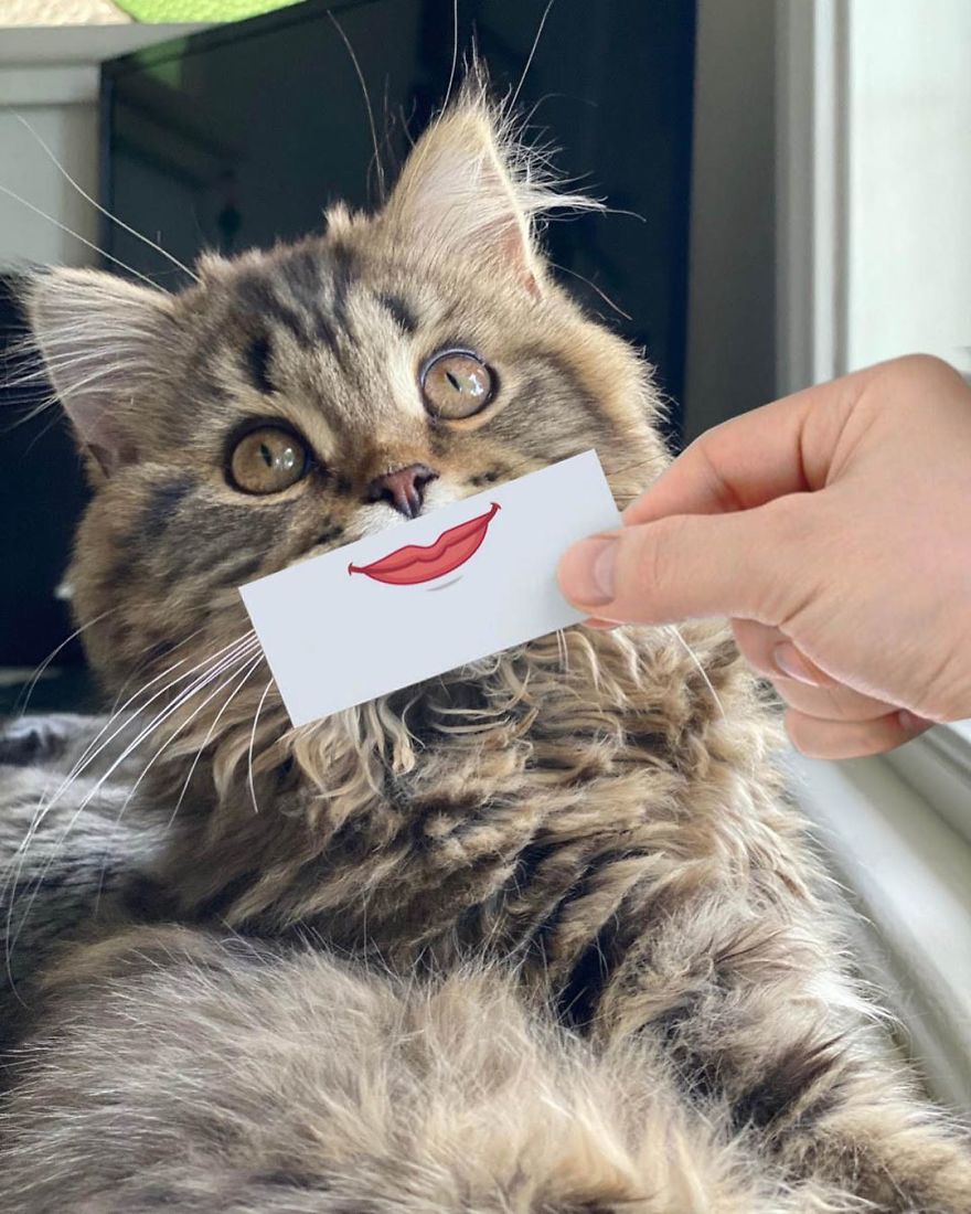 Scottish-Fold-Longhair-Cat-Drawing-Face-Expressions