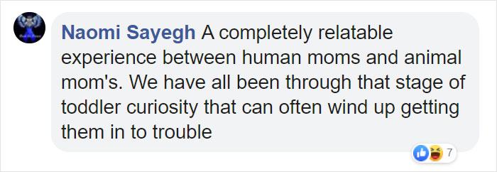 Mama Bear Scolds Her Cub For Peeking Into This Woman's Window And The Video Goes Viral Mama Bear Scolds Her Cub For Peeking Into This Woman's Window And The Video Goes Viral