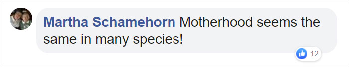 Mama Bear Scolds Her Cub For Peeking Into This Woman's Window And The Video Goes Viral