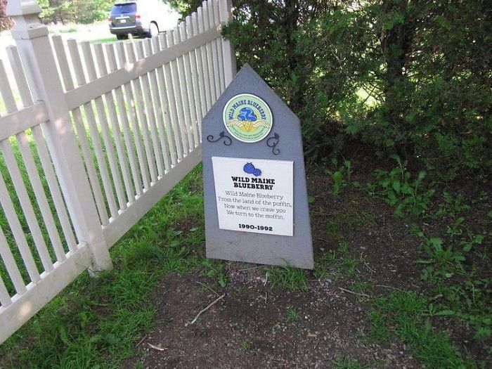 Wild Maine Blueberry (1992 - 1993)