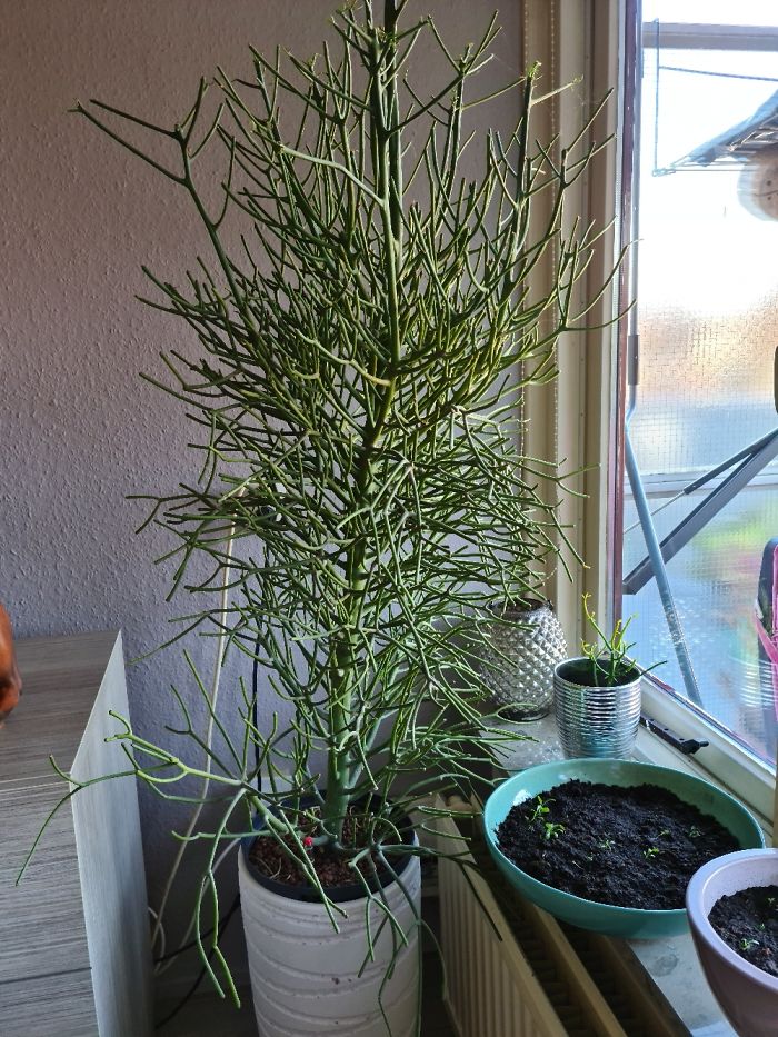My Euphorpbia Tirucalli. Not Quite Common In The Netherlands, But I Love It