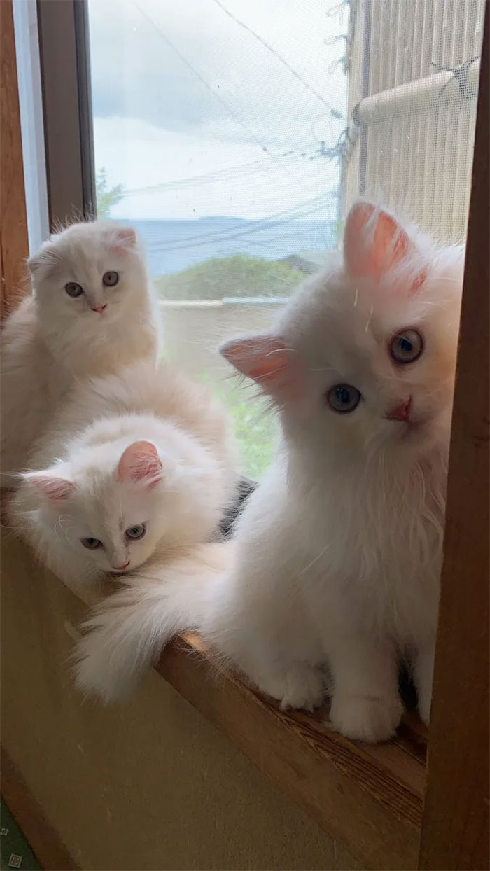 Traditional Japanese Inn Offers Its Guests Cat Companions To Spend The Night With Traditional Japanese Inn Offers Its Guests Cat Companions To Spend The Night With