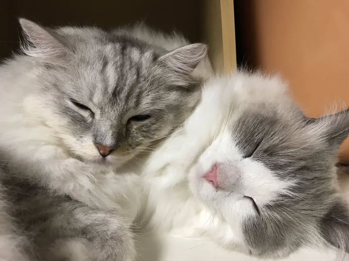 Traditional Japanese Inn Offers Its Guests Cat Companions To Spend The Night With