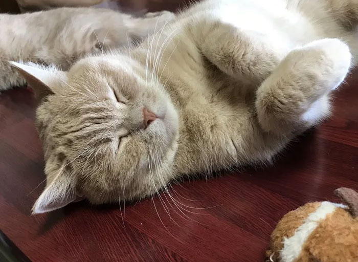 Traditional Japanese Inn Offers Its Guests Cat Companions To Spend The Night With Traditional Japanese Inn Offers Its Guests Cat Companions To Spend The Night With