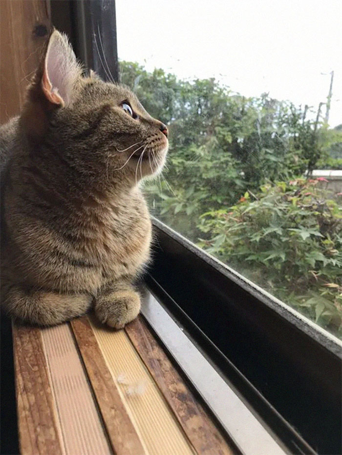Traditional Japanese Inn Offers Its Guests Cat Companions To Spend The Night With Traditional Japanese Inn Offers Its Guests Cat Companions To Spend The Night With