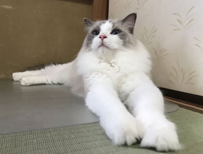 Traditional Japanese Inn Offers Its Guests Cat Companions To Spend The Night With Traditional Japanese Inn Offers Its Guests Cat Companions To Spend The Night With