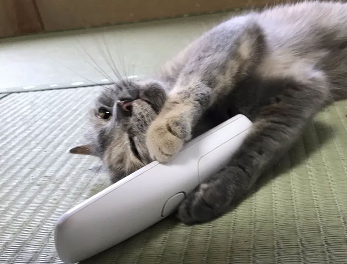 Traditional Japanese Inn Offers Its Guests Cat Companions To Spend The Night With