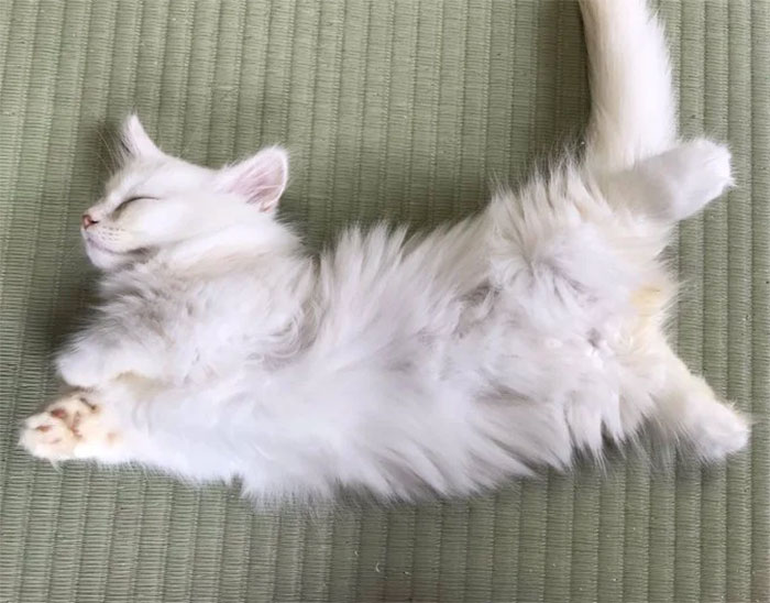 Traditional Japanese Inn Offers Its Guests Cat Companions To Spend The Night With Traditional Japanese Inn Offers Its Guests Cat Companions To Spend The Night With