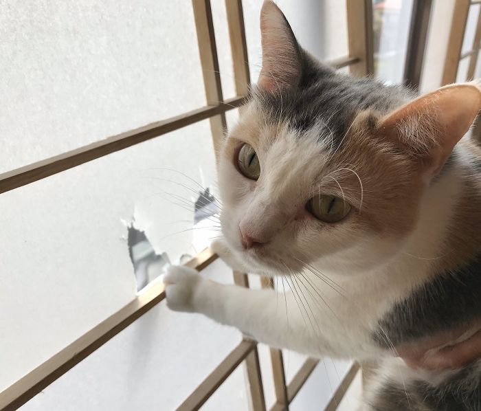 Traditional Japanese Inn Offers Its Guests Cat Companions To Spend The Night With