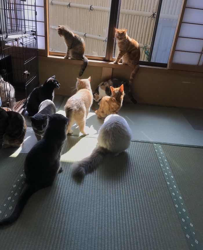 Traditional Japanese Inn Offers Its Guests Cat Companions To Spend The Night With