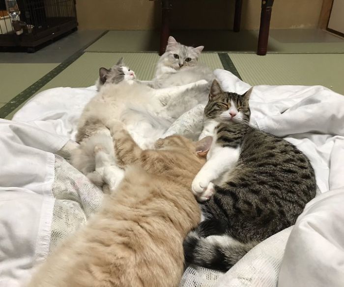 Traditional Japanese Inn Offers Its Guests Cat Companions To Spend The Night With