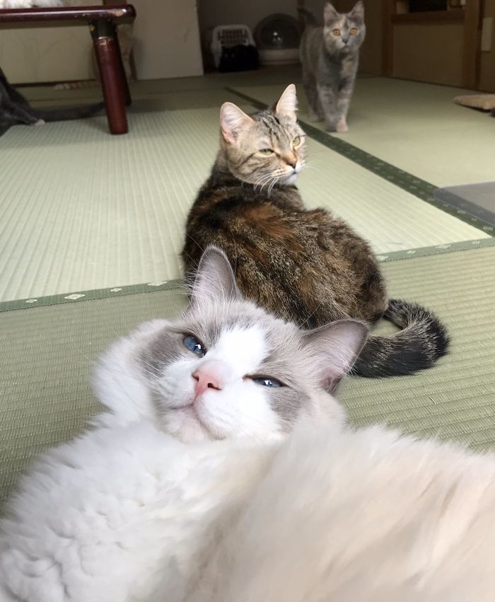 Traditional Japanese Inn Offers Its Guests Cat Companions To Spend The Night With