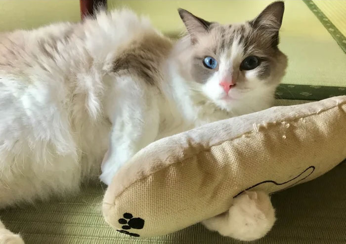 Traditional Japanese Inn Offers Its Guests Cat Companions To Spend The Night With Traditional Japanese Inn Offers Its Guests Cat Companions To Spend The Night With