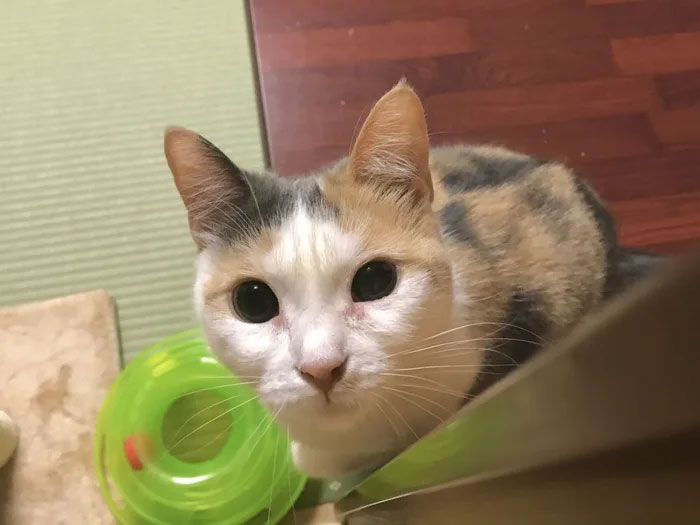 Traditional Japanese Inn Offers Its Guests Cat Companions To Spend The Night With