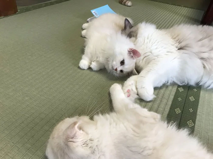 Traditional Japanese Inn Offers Its Guests Cat Companions To Spend The Night With Traditional Japanese Inn Offers Its Guests Cat Companions To Spend The Night With