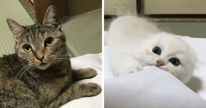 Traditional Japanese Inn Offers Its Guests Cat Companions To Spend The Night WithTraditional Japanese Inn Offers Its Guests Cat Companions To Spend The Night With