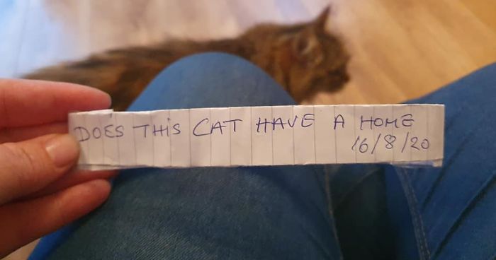 Owner Finds A Paper Collar Attached To Her Cat’s Neck After She Returns Home From Toby Carvery