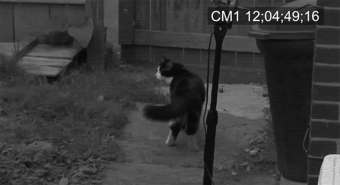 This Cat Loves Stealing His Neighbors' Shoes So Much, His Owner Even Created A Facebook Group To Return Them This Cat Loves Stealing His Neighbors' Shoes So Much, His Owner Even Created A Facebook Group To Return Them