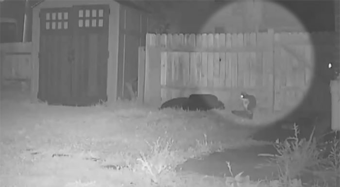 This Cat Loves Stealing His Neighbors' Shoes So Much, His Owner Even Created A Facebook Group To Return Them This Cat Loves Stealing His Neighbors' Shoes So Much, His Owner Even Created A Facebook Group To Return Them