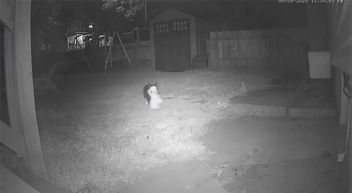 This Cat Loves Stealing His Neighbors' Shoes So Much, His Owner Even Created A Facebook Group To Return Them This Cat Loves Stealing His Neighbors' Shoes So Much, His Owner Even Created A Facebook Group To Return Them