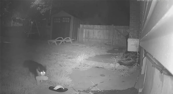 This Cat Loves Stealing His Neighbors' Shoes So Much, His Owner Even Created A Facebook Group To Return Them This Cat Loves Stealing His Neighbors' Shoes So Much, His Owner Even Created A Facebook Group To Return Them