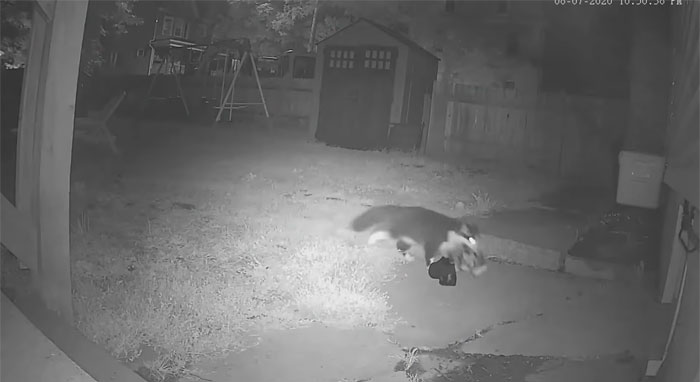 This Cat Loves Stealing His Neighbors' Shoes So Much, His Owner Even Created A Facebook Group To Return Them This Cat Loves Stealing His Neighbors' Shoes So Much, His Owner Even Created A Facebook Group To Return Them