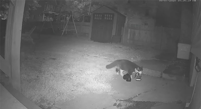 This Cat Loves Stealing His Neighbors' Shoes So Much, His Owner Even Created A Facebook Group To Return Them This Cat Loves Stealing His Neighbors' Shoes So Much, His Owner Even Created A Facebook Group To Return Them