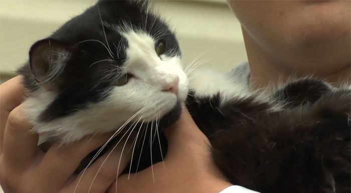 This Cat Loves Stealing His Neighbors' Shoes So Much, His Owner Even Created A Facebook Group To Return Them This Cat Loves Stealing His Neighbors' Shoes So Much, His Owner Even Created A Facebook Group To Return Them