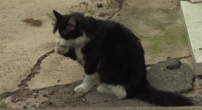 This Cat Loves Stealing His Neighbors' Shoes So Much, His Owner Even Created A Facebook Group To Return Them This Cat Loves Stealing His Neighbors' Shoes So Much, His Owner Even Created A Facebook Group To Return Them
